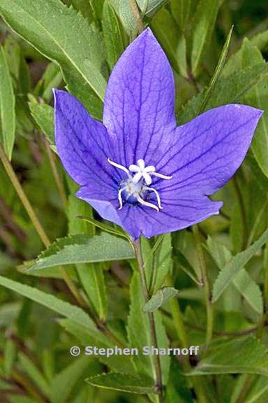 platycodon grandiflorus 4 graphic